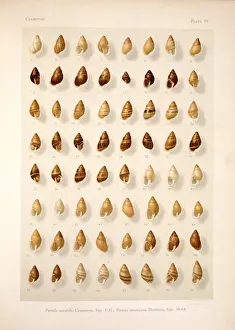 Compare Prints: Partula mirabilis, P. mooreana, French Polynesian tree snai