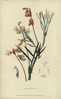 Party coloured bittervetch, Lathyrus pannonicus Party coloured bittervetch, Lathyrus pannonicus
