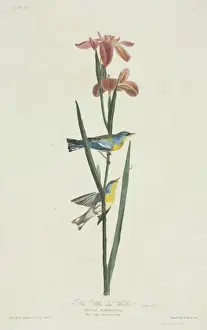 Parula americana, northern parula