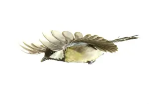 Locomotion Prints: Parus ater, coal tit