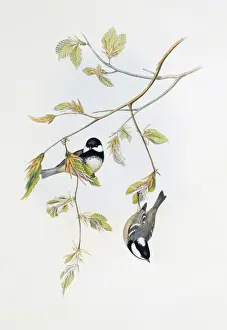 Parus ater, coal tit