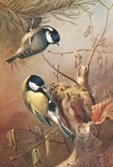 Archibald Prints: Parus ater, coal tit, Parus major, great tit