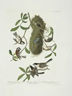 Backed Prints: Parus atricapillus, Parus rufescens, Psaltriparus minimus