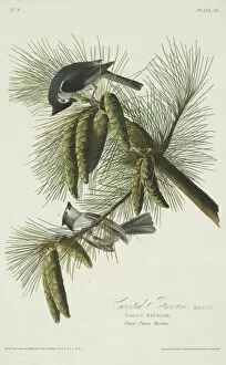 Passerine Collection: Parus bicolor, tufted titmouse