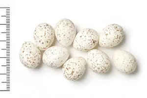Parus bokharensis, turkestan tit