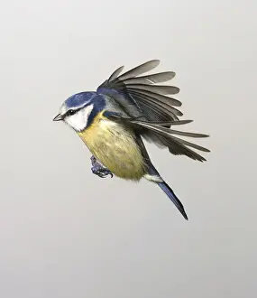Parus caeruleus, blue tit