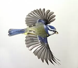 Parus caeruleus, blue tit