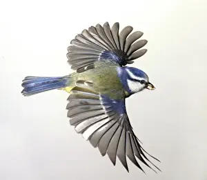 Locomotion Prints: Parus caeruleus, blue tit