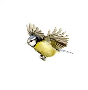 Parus caeruleus, blue tit