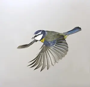 Parus caeruleus, blue tit