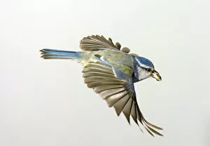 Natural History Museum Gallery: Parus caeruleus, blue tit