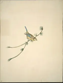 Parus caeruleus, blue tit