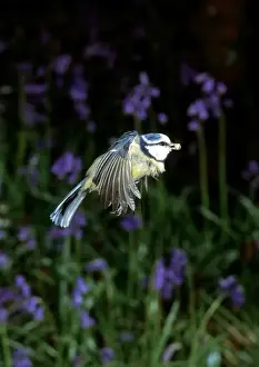 Parus caeruleus, blue tit