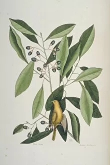 Mark Catesby Collection: Parus carolinensis, Carolina chickadee