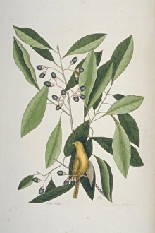 Mark Catesby Collection: Parus carolinensis, Carolina chickadee