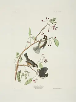 Parus Prints: Parus hudsonicus, boreal chickadee