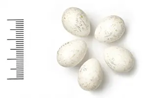Parus Prints: Parus lugubris, sombre tit