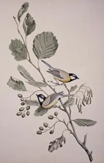 Parus major, great tit