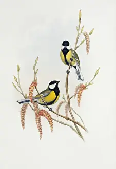 Parus major, great tit