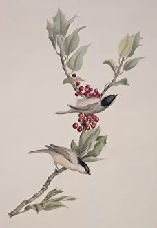 Macgillivray Collection: Parus palustris, marsh tit