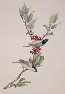 Macgillivray Prints: Parus palustris, marsh tit