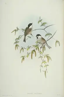 Parus palustris, marsh tit