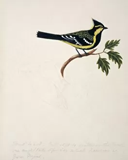 1829 1928 Collection: Parus spilonotus, yellow cheeked tit