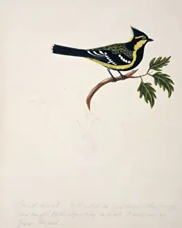 Brow Prints: Parus spilonotus, yellow cheeked tit