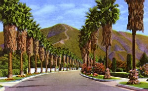 Tree Lined Collection: Pasadena, California, USA - Palm Tree-lined Street