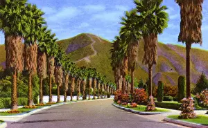 Suburb Prints: Pasadena, California, USA - Palm Tree-lined Street