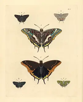 Charaxes Prints: Pasha and hairstreak butterflies