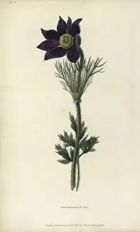 Richardmorris Prints: Pasque flower, Pulsatilla vulgaris