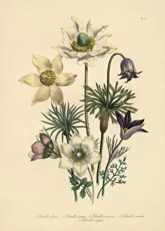 Handfinished Collection: Pasqueflower species