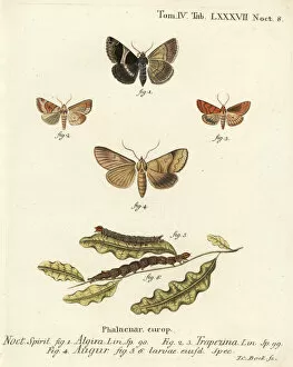 Pupa Collection: Passenger moth, dun-bar and soothsayer
