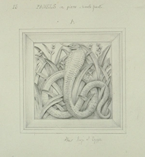 Serpentes Gallery: Passenger pigeon design