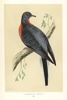 Passenger pigeon, Ectopistes migratorius. Extinct