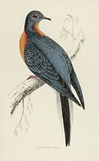 Orange Gallery: Passenger Pigeon-Extinct