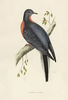 Ectopistes Prints: Passenger pigeon or wild pigeon, Ectopistes