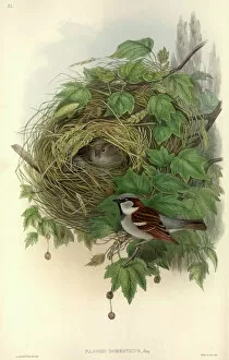 Nest Collection: Passer domesticus, house sparrow