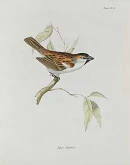 Elizabeth Gould Gallery: Passer iagoensis, Cape Verde sparrow