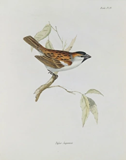 Elizabeth Gould Gallery: Passer iagoensis, Cape Verde sparrow