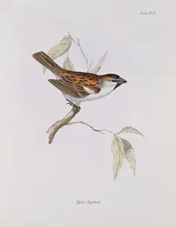 Sparrow Prints: Passer jagoensis