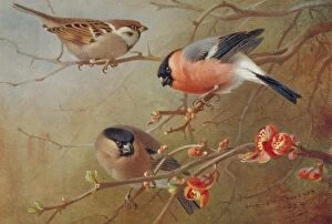 Bullfinch Collection: Passer montanus, tree sparrow, Pyrrhula pyrrhula, Eurasian b