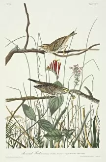 American Sparrow Collection: Passerculus sandwichensis, Savannah sparrow