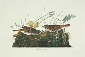 American Sparrow Collection: Passerella iliaca, fox sparrow