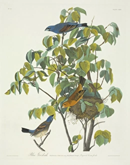 Grosbeak Collection: Passerina caerulea, blue grosbeak