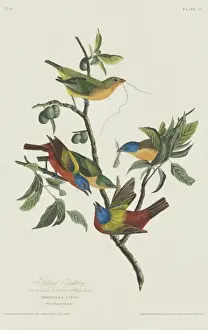 Passerina ciris, painted bunting