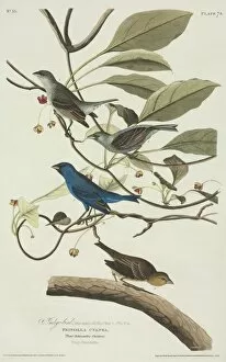 American Sparrow Collection: Passerina cyanea, indigo bunting