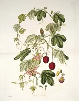 Passiflora Prints: Passiflora aurantia, passion flower