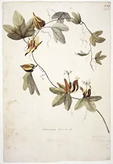 Forster Prints: Passiflora aurantia, passionflower